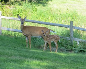 Deer and fawn in summer