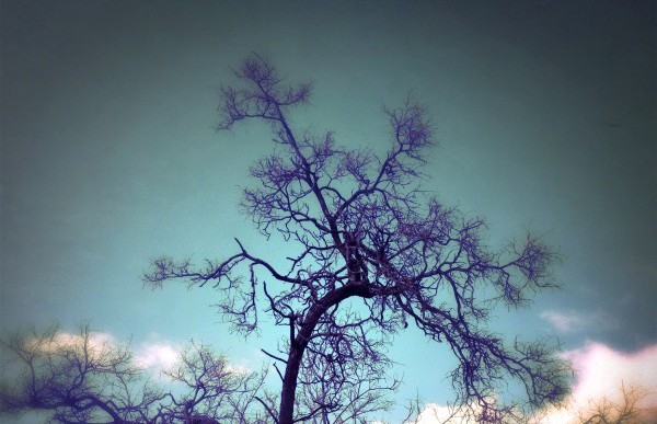 tree_branch_sky_cloud_geist