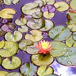 image of a community of lilies in a pond