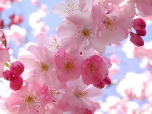background CherryBlossom