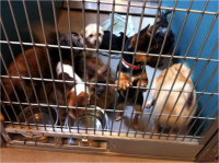 A picture I took of small dogs in an L.A. County shelter three years ago. 