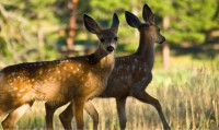 Two-Deer