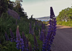 The lupin was growing in the spring and was everywhere! So beautiful!  The mountain range and water behind the lupins is the same view from Gampo Abbey.