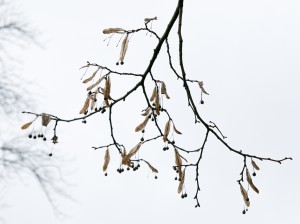dale-bennett-branches-sky
